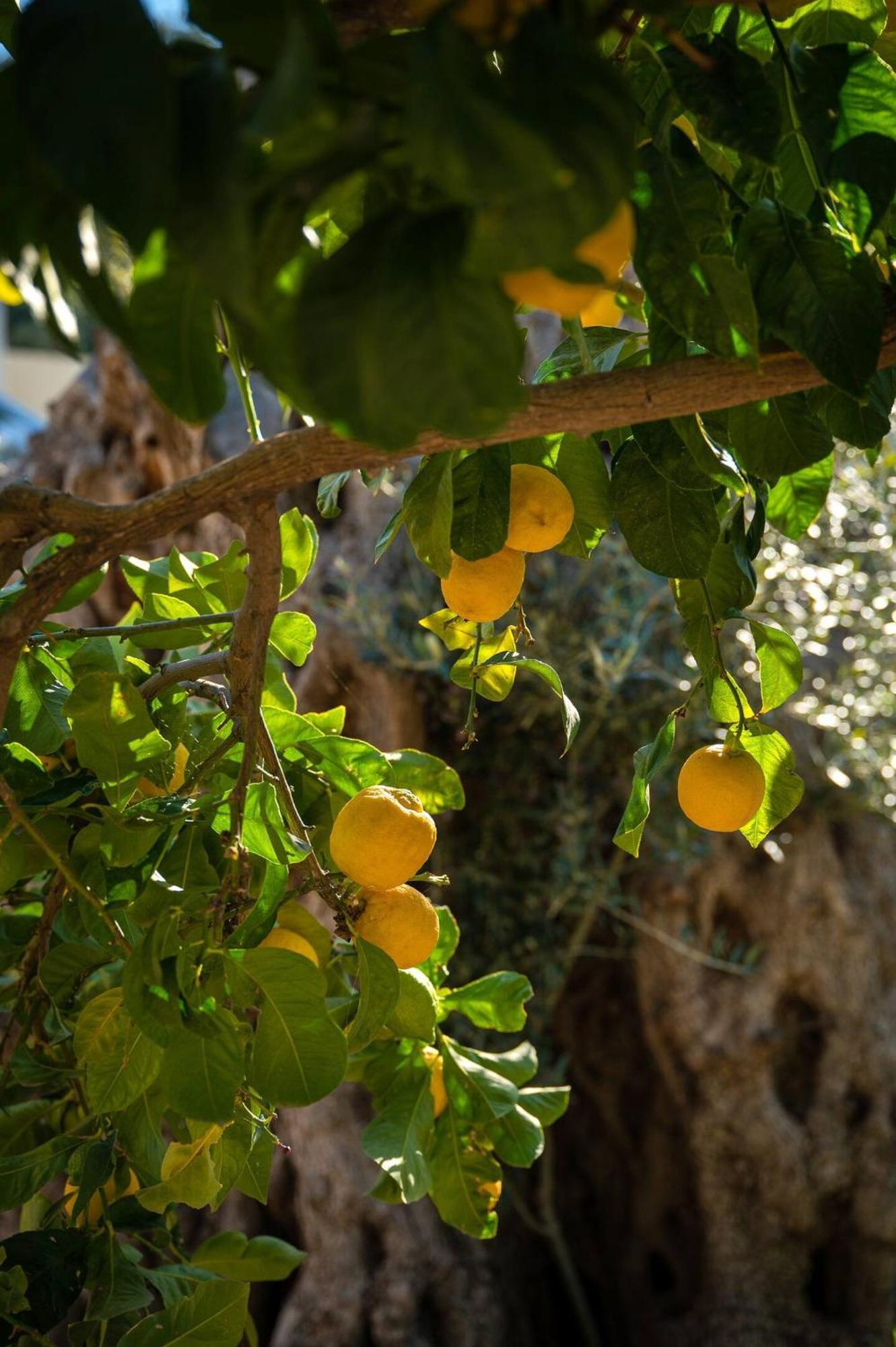 Physis Country House 2 Near Matala Beach & Faistos Kouses ภายนอก รูปภาพ